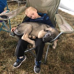 Irish Wolfhound and Pomsky Puppies from Bingo's Puppies