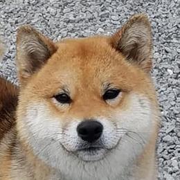 Sunny - Shiba Inu