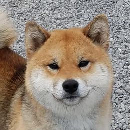 Sunny - Shiba Inu