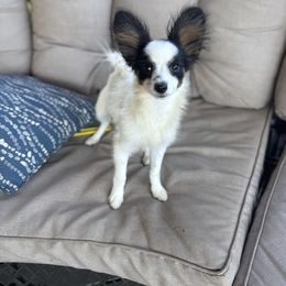 Boy 2 Champion Sired -  Full Registration Available - White black and tan male Papillon puppy in Shirley, Arkansas from Lucky Pups
