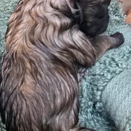 Bravo - Wolf sable male Pomsky puppy in Fallon, Nevada from Amazing High Desert Pomskys