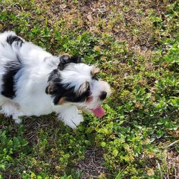 "Hi I'm Bruno" Biewer Terrier Puppies from Bibeau's Biewer Terriers