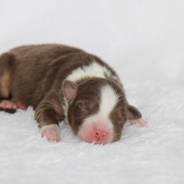Girl 1 - female Australian Shepherd puppy in Circleville, Utah from Canyon Creek Aussies