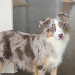 Aspen - Miniature Australian Shepherd