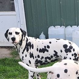 Holly - Dalmatian