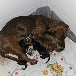 Dachshund Puppies from Opal's Gemstone Doxies