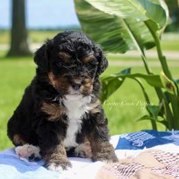 Guenivere - Tri-color female Bernedoodle puppy in Lowry City, Missouri from Cooper Creek Puppies