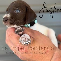 Justice - female German Shorthaired Pointer puppy in Six Mile, South Carolina from The Proper Pointer Co.