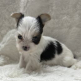 Maximus AKC - Parti male Yorkshire Terrier puppy in Labelle, Florida from Chocolate and Parti Yorkies in Florida