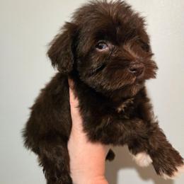 Nina - Liver female Miniature Schnauzer puppy in Hickory, North Carolina from Selene's Schnauzers
