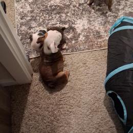 Bulldog Puppies from B-Hive Bulldogs
