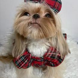 Jack a Pooh - Shih Tzu