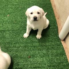 Labrador Retriever Puppies from Karen Powell