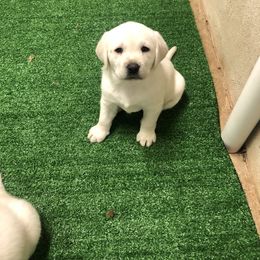 Labrador Retriever Puppies from Karen Powell