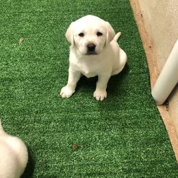 Labrador Retriever Puppies from Karen Powell