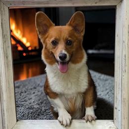 Poppy - Pembroke Welsh Corgi