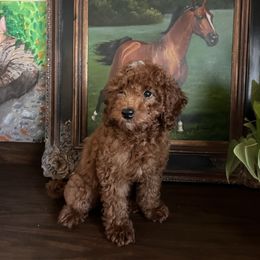 Hercules - Red male Assorted Doodle Crosses puppy in Hesperia, California from House of Poodles