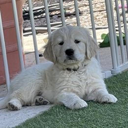 Golden Retriever Puppies from Suzy’s Golden Girls