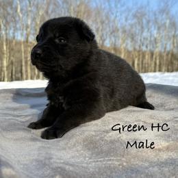 Green HC - Black male German Shepherd puppy in Terra Alta, West Virginia from Shepherd Country Farm and Kennels