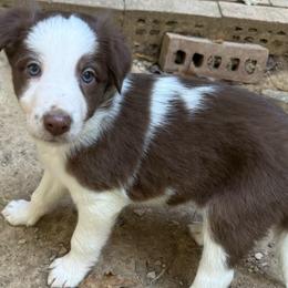 Zander boy - White and red male Border Collie puppy in Fairview, Tennessee from Hoffman Forest Acres LLC