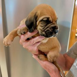Boy 8 - Red male Bloodhound puppy in Paoli, Indiana from Houndsarunning Bloodhounds