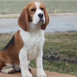 Mocha - Beagle