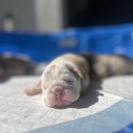 Marly - Red and white female Bulldog puppy in Charlotte, North Carolina from Golden Leaf Kennels LLC