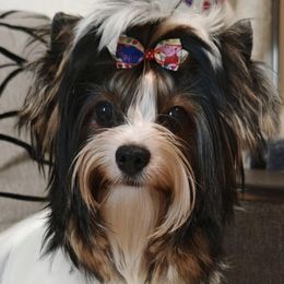 Biewer Terriers and Yorkshire Terriers from Frosty Paw Biewers and Yorkshires