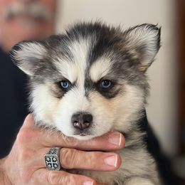 Monarch Mango - Pomsky puppy from Monarch Pomskies | Northern Colorado