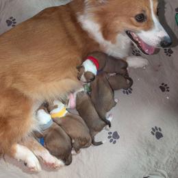 Girl 1 - White and red female Pembroke Welsh Corgi puppy in Milton, Florida from Milton Corgis ~ Azealia Acres