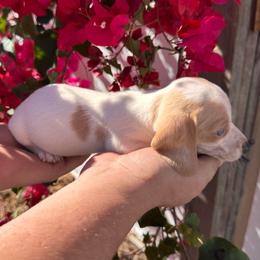 Bonnie - AKC - Piebald female Dachshund puppy in Englewood, Florida from Dach of Doxies