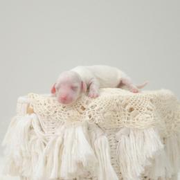 AKC-Winston - Piebald male Dachshund puppy in Knox City, Missouri from Brittney's Dachshunds