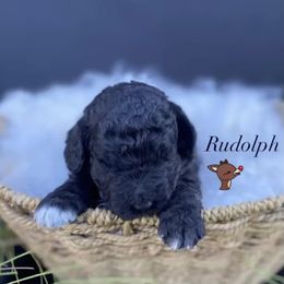 Goldendoodles and Golden Retrievers from Golden Retrievers and Doodles from Heaven