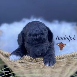 Goldendoodles and Golden Retrievers from Golden Retrievers and Doodles from Heaven