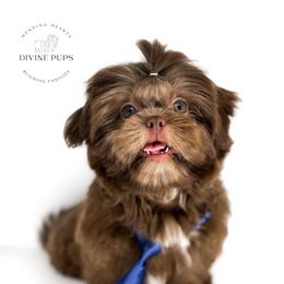 Ebbs - Liver male Shih Tzu puppy in League City, Texas from Divine Pups
