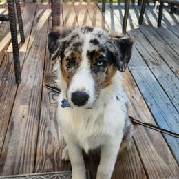 Marley - Australian Shepherd