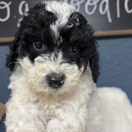 Jersey - Parti male Goldendoodle puppy in Cleveland, Georgia from The O.G. Doodles