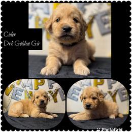 Cider - Golden female Golden Retriever puppy in Touchet, Washington from Northwest Rainbow Aussies and Golden Retrievers