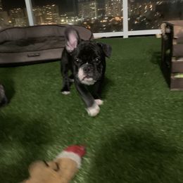 French Bulldog Puppies from Luna and London’s Puppies