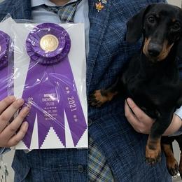 Player - Dachshund