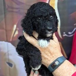 Red Collar - Black male Goldendoodle puppy in Jacksonville, Florida from Southern Goldendoodles