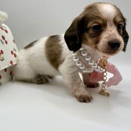 Lilly AKC - Piebald female Dachshund puppy in Bartlesville, Oklahoma from OkieDokieDox