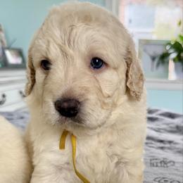 Marmie - Cream female Goldendoodle puppy in Pensacola, Florida from Goldendoodles Love You in Pensacola Friend Edition