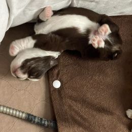 Toy Australian Shepherd Puppies from Loyal Litters Toy Australian Shepherds