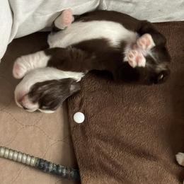 Toy Australian Shepherd Puppies from Loyal Litters Toy Australian Shepherds