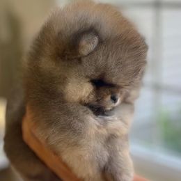 Pomeranians from Princess Pomeranians