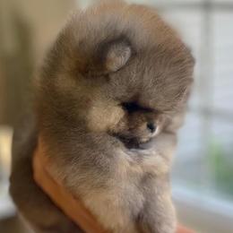 Pomeranians from Princess Pomeranians