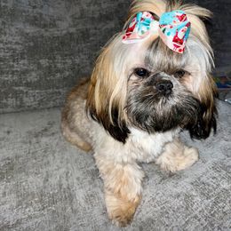 Big Red - Shih Tzu