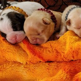 Bulldog and French Bulldog Puppies from Eclipse Bulldogs
