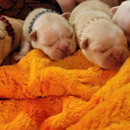 Bulldog and French Bulldog Puppies from Eclipse Bulldogs
